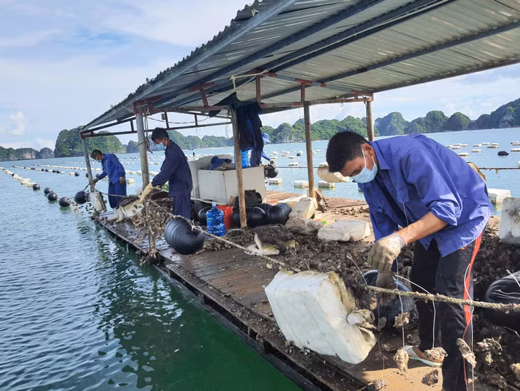 Hiện nay, để NTTS bền vững, nhiều người dân đã chủ động thay thế phao xốp bằng phao nổi có các thông số chuẩn HDPE.