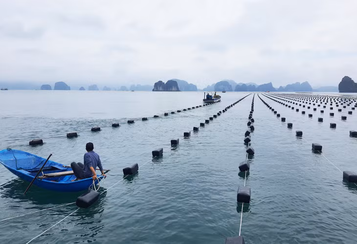 Người dân xã Hạ Long (huyện Vân Đồn) thay thế phao xốp bằng phao nổi HDPE trong nuôi trồng thủy sản. Ảnh: Việt Hoa