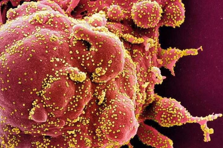 Các nhà khoa học phát hiện gần 162.000 loài virus RNA mới nhờ công cụ AI Trung Quốc. (Ảnh: SCMP)