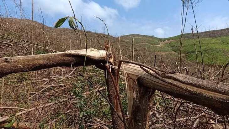Nhiều diện tích rừng ở Quảng Ninh bị thiệt hại hoàn toàn sau bão số 3 (Yagi). Ảnh: Q.Hương Tỉnh Quảng Ninh có trên 434.000 ha rừng và đất lâm nghiệp, chiếm đến 70% tổng 