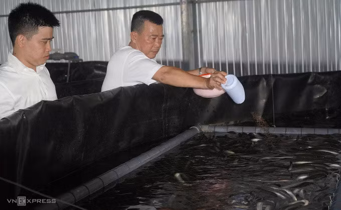 Ông Lê Văn Cơ (phải) đang cho cá chình ăn. Ảnh: Ngọc Tài