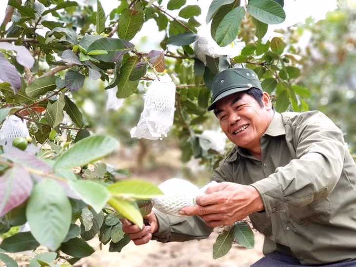Mô hình trồng cây ổi tại xã Sơn Dương (TP Hạ Long) đem lại thu nhập cao cho nông dân. Ảnh: Khánh Hằng