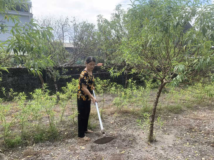 Bà Lê Thị Thả (thôn 7, xã Hạ Long, huyện Vân Đồn) chăm sóc vườn đào của gia đình để kịp bán trong dịp Tết Nguyên đán Ất Tỵ 2025.