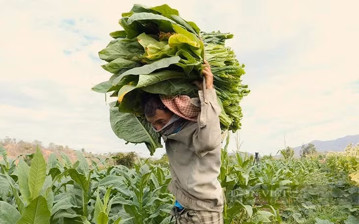 Lâu nay, trồng cây thuốc lá là một trong những sinh kế căn bản của người nông dân ở một số vùng có ít lựa chọn sản phẩm cây trồng.