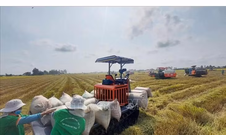 Dù Ấn Độ nới lỏng lệnh cấm xuất khẩu, giá gạo Việt vẫn ổn định nhờ chuyển dịch sang các dòng gạo thơm dẻo như ST25, khẳng định vị thế trên thị trường quốc tế - (Ảnh: TTXVN).