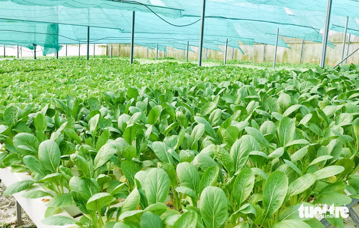 Mỗi tháng anh Vũ xuất bán ra các chợ An Thới (phường An Thới, TP Phú Quốc) dao động 800kg - 1 tấn rau cải, rau càng cua và rau sam - Ảnh: CHÍ CÔNG