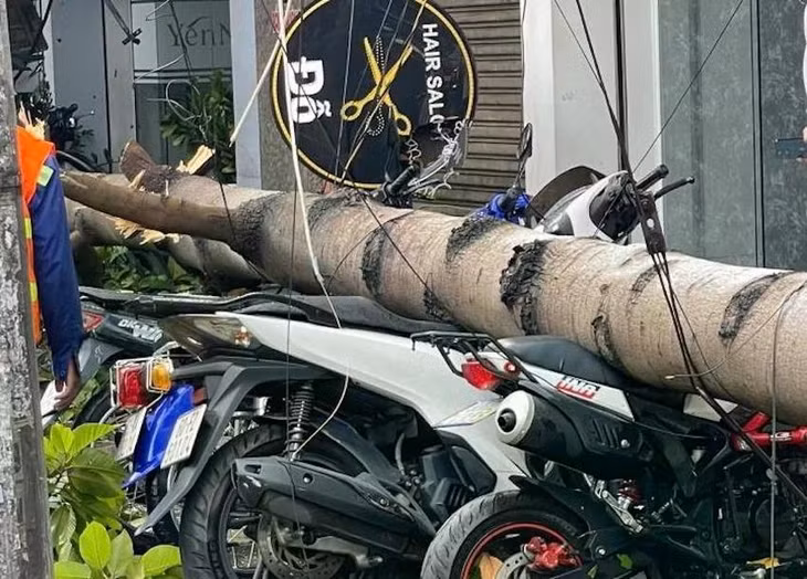 Cây bật gốc đè nhiều xe máy dựng gần đó. Ảnh: VŨ HỘI