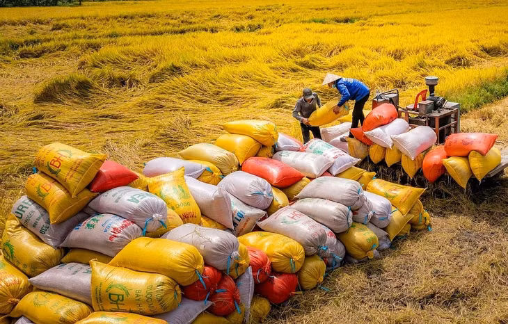 Gạo là mặt hàng xuất khẩu quan trọng trong số các mặt hàng nông sản xuất khẩu của Việt Nam
