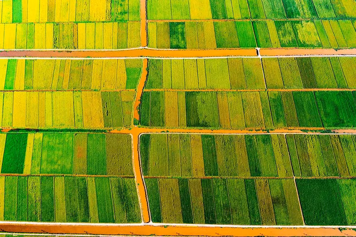 Khi đến huyện Tiền Hải, bên cạnh ngắm những cánh đồng lúa vàng óng, du khách còn có thể khám phá biển Đồng Châu, Cồn Vành và mua sắm hải sản tươi ngon tại chợ Đông Minh. Ảnh: Đoàn Ngọc Anh
