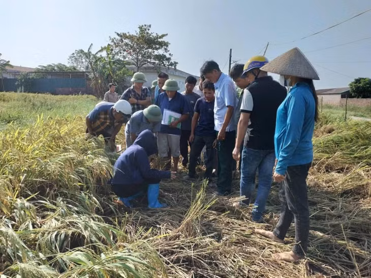 Lớp học về mô hình quản lý dịch hại tổng hợp IPM trên cây lúa tại huyện Hải Hà năm 2024.