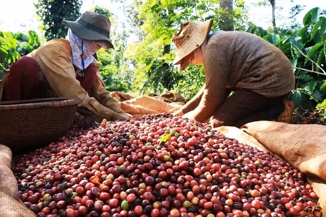 Xuất khẩu cà phê lập kỷ lục, đạt 5,43 tỷ USD. Ảnh minh họa.