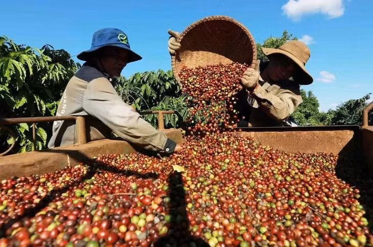 Tháng 9, xuất khẩu cà phê giảm xuống mức thấp nhất từ đầu năm tới nay. (Ảnh: N.H)