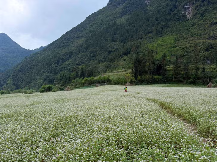 Những bông hoa nhỏ li ti điểm xuyết trên nền núi rừng hùng vĩ tạo nên khung cảnh vừa nên thơ vừa kỳ vĩ. Ảnh: Hà Giang Trẻ