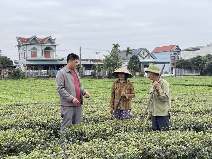 Cán bộ HND xã Quảng Minh (huyện Hải Hà) hướng dẫn nông dân chăm sóc cây chè.