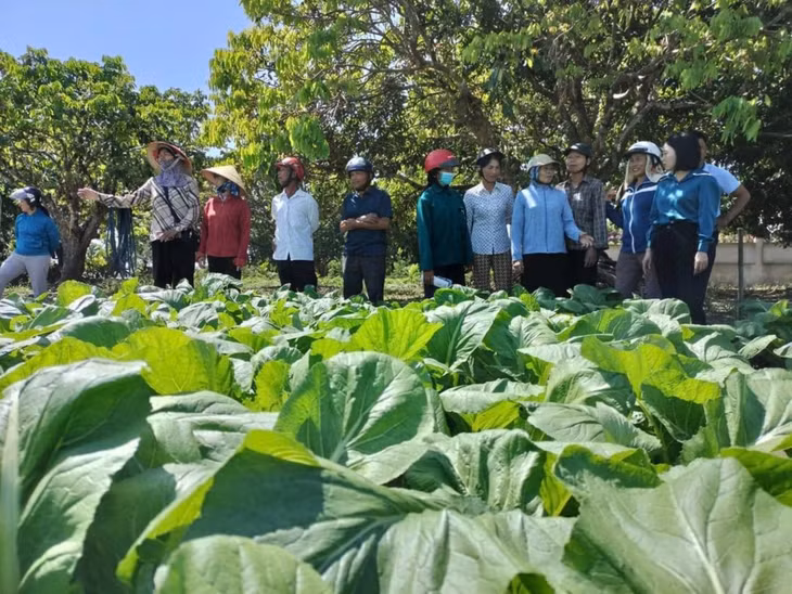 Mô hình IPM giúp người nông dân tăng năng suất, lợi nhuận và bảo vệ sức khỏe người tiêu dùng.