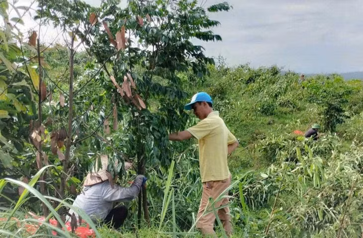 Người trồng rừng huyện Ba Chẽ kiểm tra, khắc phục diện tích cây lim xanh bị đổ gục do bão số 3. Ảnh: Bình Minh (CTV)