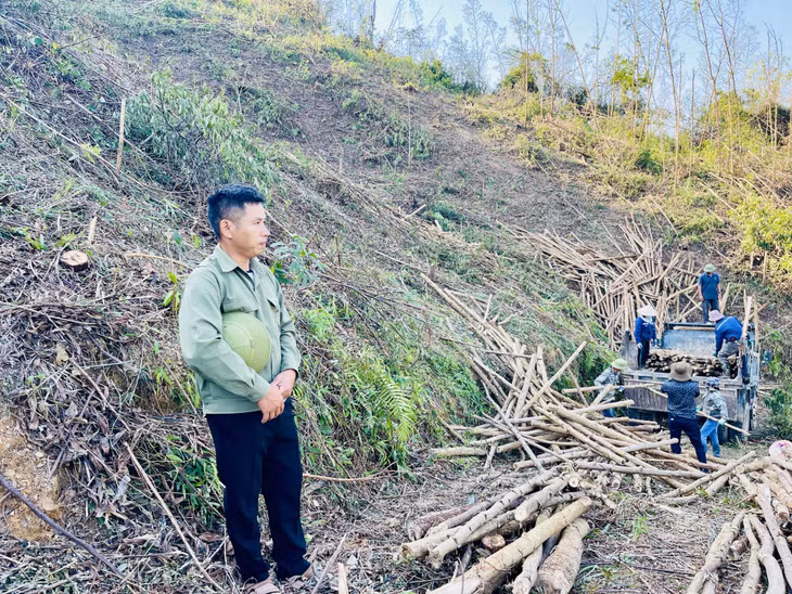 Nhiều chủ rừng phải tranh thủ tận thu rừng để có thêm kinh phí chi trả công tác thu dọn, VSMT rừng sau bão.