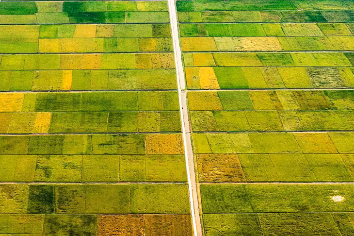 Xã Đông Cơ và xã Đông Lâm nằm cách thành phố Thái Bình khoảng 30km, thuận tiện cho du khách di chuyển bằng ô tô hoặc xe máy để ngắm mùa lúa chín. Ảnh: Đoàn Ngọc Anh