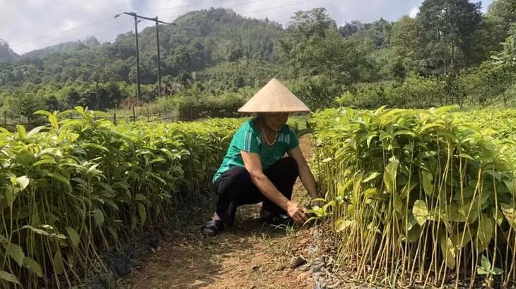 Sản xuất cây giống chất lượng cao để trồng rừng.