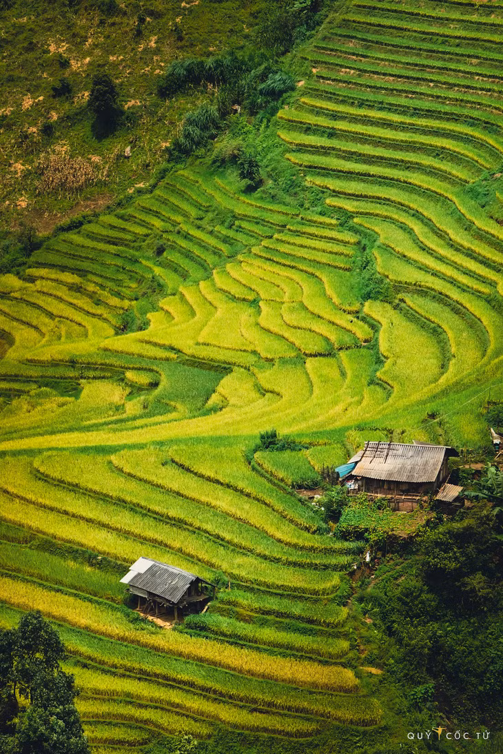 Mù Cang Chải, Yên Bái vào mùa lúa chín thật sự là tuyệt tác vàng rực rỡ trải dài trên những thửa ruộng bậc thang uốn lượn. Vẻ đẹp ấy càng thêm phần quyến rũ khi len lỏi qua bản làng Chế Cu Nha yên bình, mộc mạc với những ngôi nhà sàn ẩn hiện giữa biển vàng và La Pán Tẩn hùng vĩ, nơi những thửa ruộng bậc thang rộng lớn vươn cao đến tận trời.