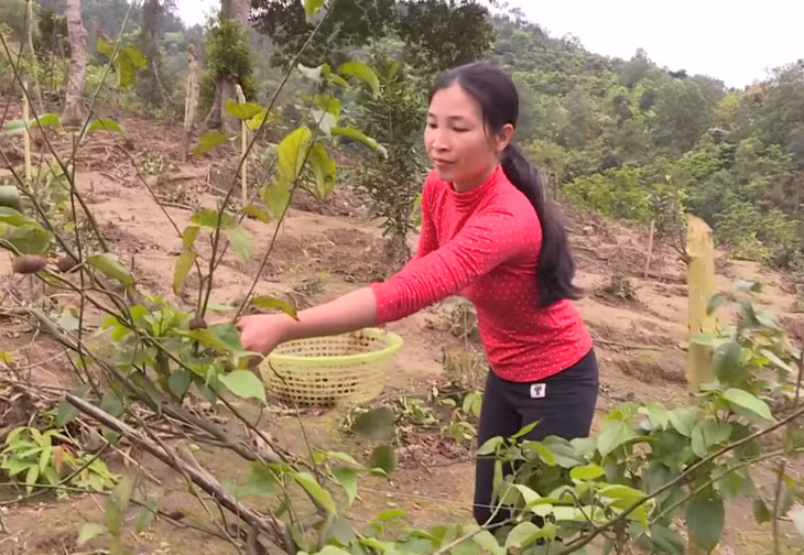 Chị Hoàng Thị Xuân, xã Lục Hồn, huyện Bình Liêu nhờ chương trình