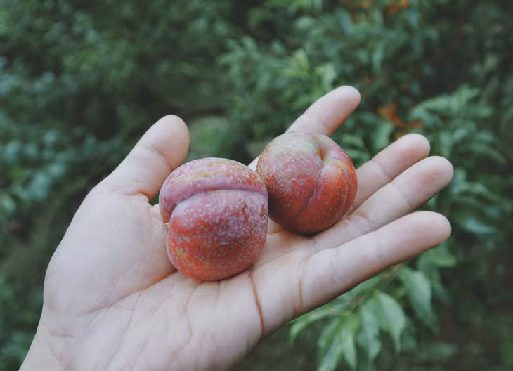 Vào mùa hè, đây là loại quả đặc trưng và mời khách nhất ở Mộc Châu.