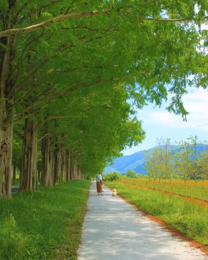 Phần còn lại, hai bên đường có lối đi hai bên cho du khách tản bộ dưới tán cây mát mẻ. Ảnh: Instagram ohanachan6