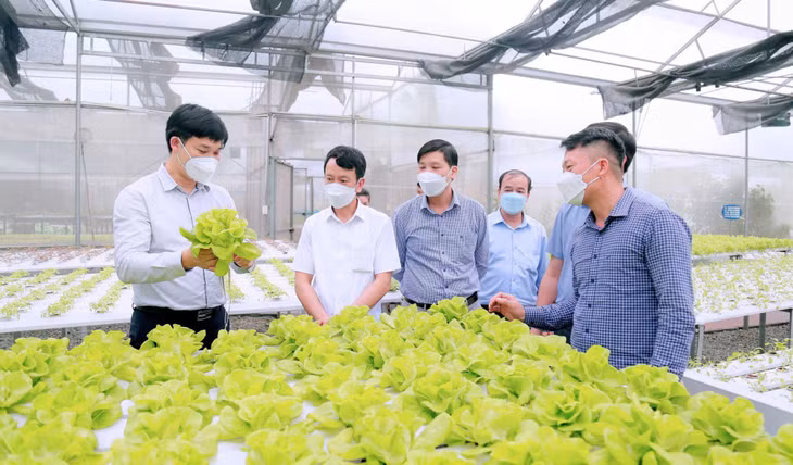 Mô hình trồng rau thủy canh của Công ty CP Đầu tư xây dựng và Thương mại 188 tại phường Mạo Khê (TX Đông Triều).