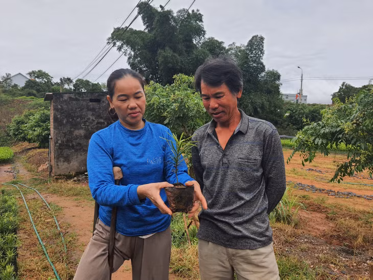 Chị Nguyễn Thị Sâm cùng chồng kiểm tra chất lượng cây giống.