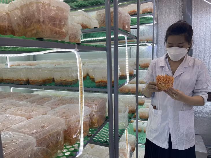 Giám đốc HTX Việt Hoàng (TP Hạ Long) Nguyễn Thị Trang kiểm tra sản phẩm đông trùng hạ thảo.