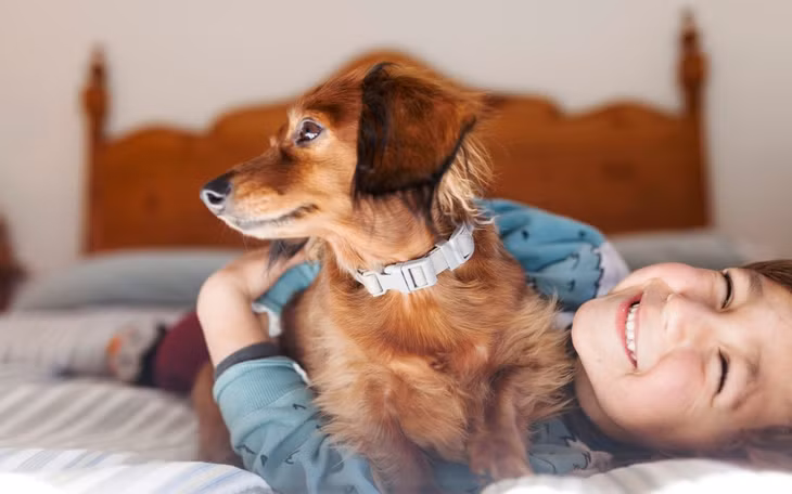 Các chuyên gia tại Anh đang điều tra mối quan hệ giữa chó và làn sóng viêm gan bí ẩn lan rộng trong thời gian gần đây. Ảnh: Telegraph.