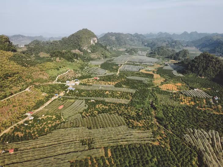 Thung lũng mận Nà Ka ở xã Tân lập, thị trấn Nông Trường cách trung tâm thị trấn Mộc Châu khoảng 16 km. Ở đây có nhiều nhà vườn khác nhau cho khách tham quan, hái mận. Mận được trồng trải dài hàng trăm ha nối liền nhau, nhìn từ trên cao có thể thấy độ rộng lớn của thung lũng này.