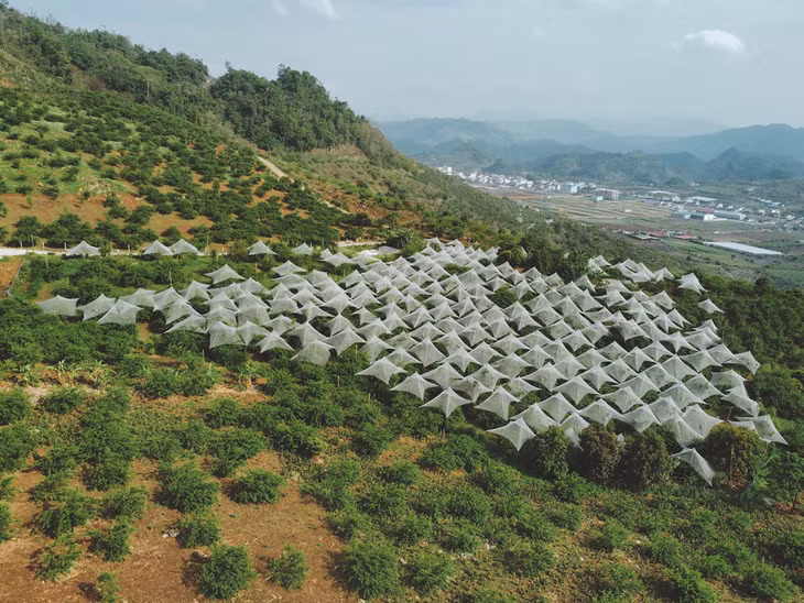 Thung lũng mận Phiêng Khoang ở xã Mường Sang, thị trấn Mộc Châu, nằm sau khách sạn Sao Xanh, cách trung tâm Mộc Châu khoảng 6 km. Vườn Thủy Hà trong thung lũng có nhiều mận đang sai quả. Quang Kiên gọi cảnh tượng nhìn từ trên cao là "mắc màn cho mùa mận".