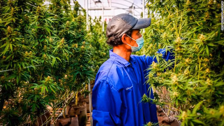 Nhân viên kiểm tra cây cần sa tại một nông trại hợp pháp ở Thái Lan. Ảnh: CNN