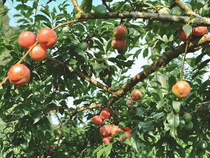 Du khách nên đi hái mận vào sáng sớm khi các vườn còn nhiều mận trong ngày. Nếu đi vào buổi chiều, bạn nên đi sâu vào các vườn bên trong sẽ còn nhiều mận chín hơn.