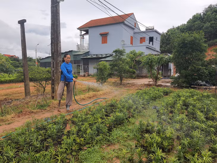 Chị Nguyễn Thị Sâm (thôn Tân Hà, xã Tân Bình, huyện Đầm Hà) chăm sóc vườn ươm của gia đình.