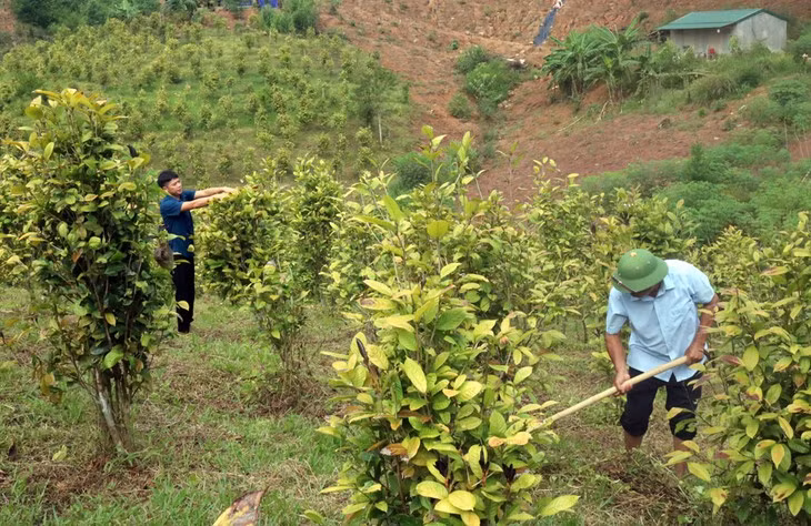 Mô hình trồng chè hoa vàng của người dân xã Thanh Sơn, huyện Ba Chẽ mang lại hiệu quả kinh tế cao.
