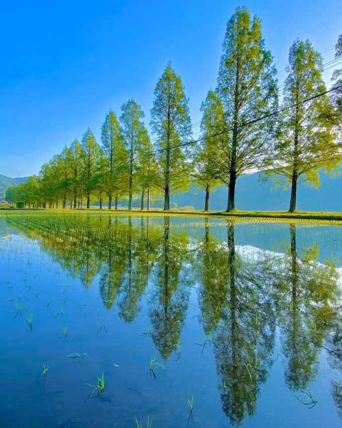 Tuyến đường này chia làm hai đoạn. Trong đó có một đoạn với hai bên là đồng ruộng. Đầu tháng 5, đồng ngập nước tạo thành tấm gương soi bóng thủy sam. Nhìn từ xa, khung cảnh như một bức tranh, nhất là vào những ngày trời trong xanh, nắng đẹp. Ảnh: Instagram kyoto_fan_jp