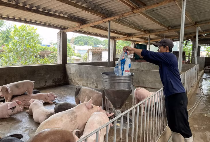 Cao điểm có ngày hộ anh Hoàng Văn Bình (xã Hải Xuân, TP Móng Cái) chi gần 2 triệu đồng tiền thức ăn cho đàn lợn nuôi của gia đình.