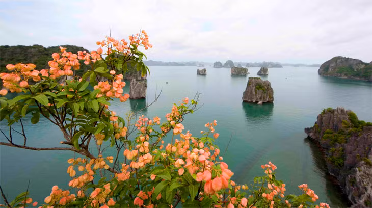 Hoa bông mộc đang được trồng, nhân rộng ở các điểm tham quan trên Vịnh Hạ Long. Ảnh: Tạ Quân