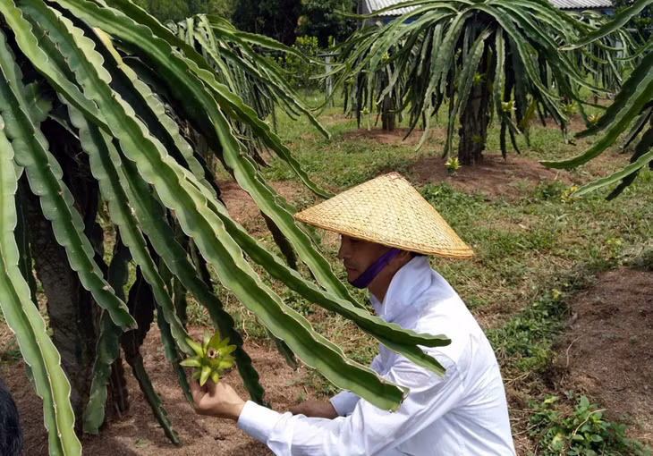 Nông dân Đặng Văn Tiến, xã Dực Yên, huyện Đầm Hà làm giàu từ mô hình trồng thanh long ruột đỏ.