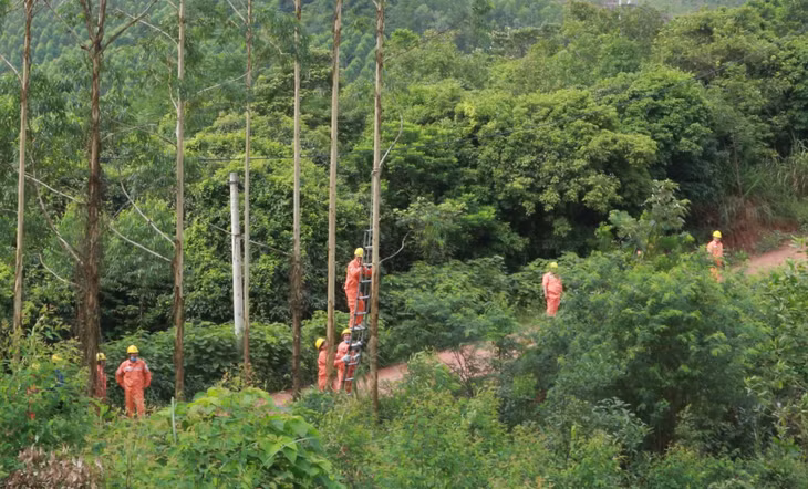 Cán bộ, đoàn viên thanh niên các đơn vị đốn hạ những cây bạch đàn có nguy cơ gây mất an toàn lưới điện.