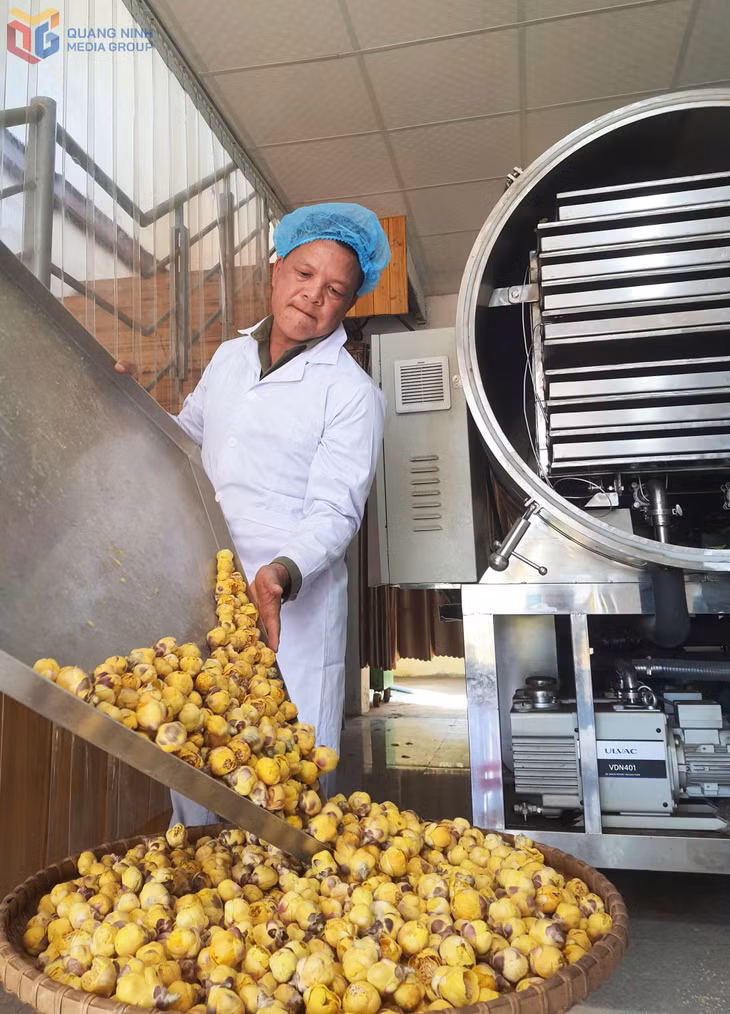 Mẻ trà hoa vàng của Công ty CP kinh doanh lâm sản Đạp Thanh được sấy bằng công nghệ sấy thăng hoa.