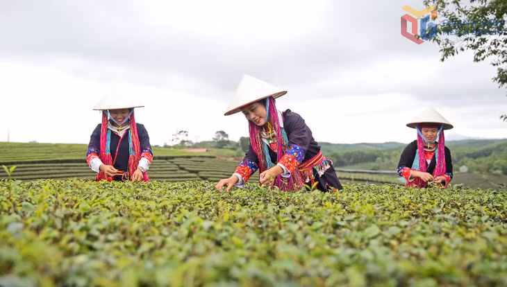 Thu hái chè ở xã Đường Hoa. Ảnh: Thu Nguyệt