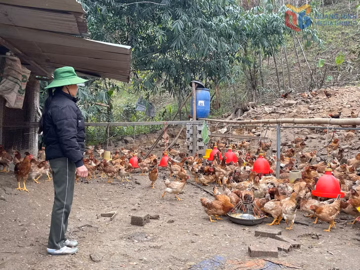 Nhờ các kênh vốn vay từ Hội Nông dân, bà Triệu Thị Niên, thôn Bằng Anh, xã Quảng La đã phát huy hiệu quả đồng vốn, mở rộng chăn nuôi, thu nhập khoảng 200 triệu đồng/năm.