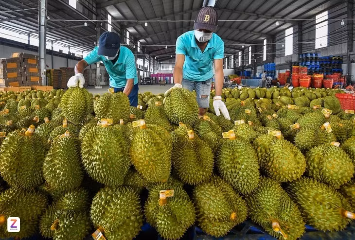 Kim ngạch xuất khẩu sầu riêng trong 10 tháng qua tăng cao kỷ lục. Ảnh: Hoàng Giám.