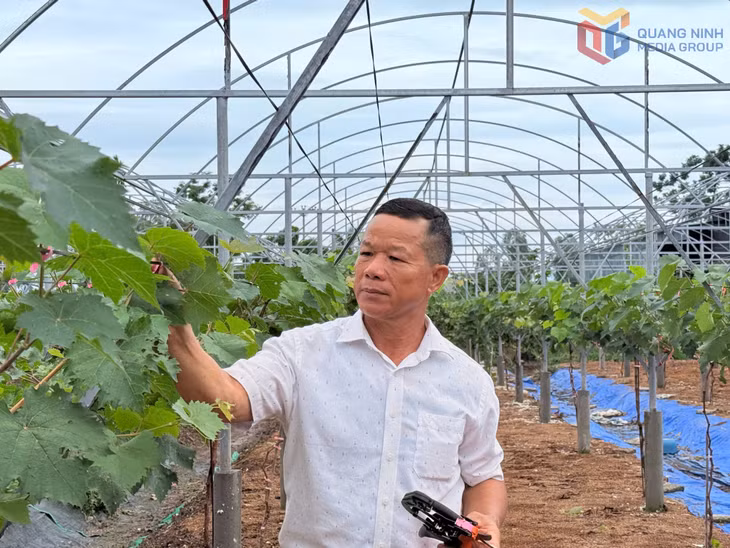 Nông dân giỏi Đồng Quang Cường, khu Cẩm Lũy, phường Phong Cốc phát triển mô hình trồng nho xanh nâng cao thu nhập.