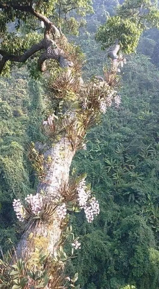 Lan rừng nở dọc thân cây lớn rừng Đồng Sơn - Kỳ Thượng.