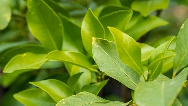 Lá chanh làm ấm cơ thể, thông mũi họng giúp giảm ho. Ảnh: Thuỷ Tiên