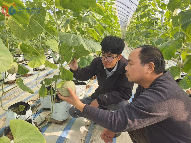 Cán bộ Công ty CP Thương mại và Xây dựng Đầm Hà (Xã Quảng Tân) kiểm tra sinh trưởng phát triển cây dưa lưới.